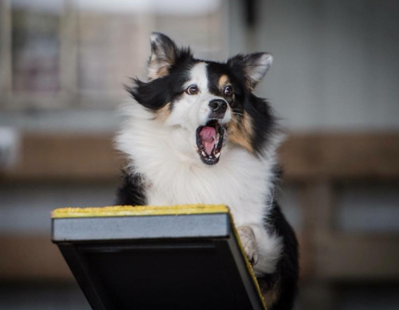 Kinship Dog and Puppy Training - North Bend